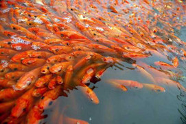 Bị nợ lương, dân xây dựng đi buôn cá kiếm Tết