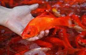 Cá chép trở nên đắt hàng trong ngày ông Công, ông Táo về trời