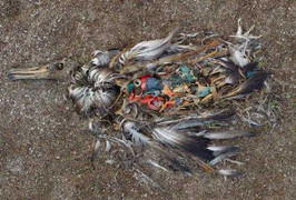 Con người đang gián tiếp ăn nhựa thải trên đại dương