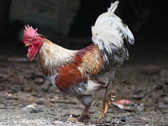 Đại gia Việt sắm Tết thế nào?