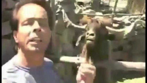 Phì cười những chú dê 'la hét' như người