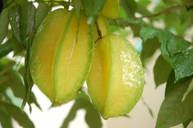 Những bài thuốc dân gian chữa bệnh thần kỳ từ quả khế chua