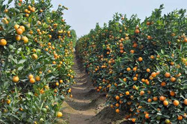 Tác dụng tuyệt vời cho sức khỏe từ cây cảnh Tết