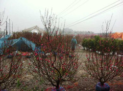 Hà Nội: Đào, quất ủ rũ… đội mưa đợi khách