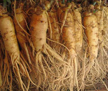 Phát hiện lạ ở Bắc Giang: Nơi củ sâm to như củ sắn