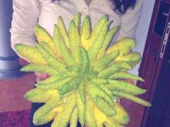 3 triệu đồng/cặp phật thủ to nhất vườn bán Tết