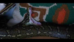 Kinh hãi phát hiện rắn khủng nằm nghỉ trên ghế sofa