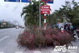 Đào quất ế bị vứt la liệt trên hè phố chiều 30 Tết