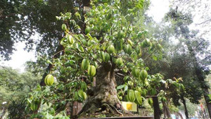 Chiêm ngưỡng cặp khế 300 tuổi giá 7 tỷ đồng