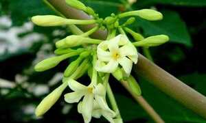 Thần dược chữa bệnh từ thiên nhiên