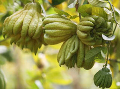 Bất ngờ với cách tận dụng của quả phật thủ sau Tết