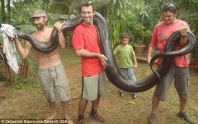 Clip: Giáo viên Toán dùng tay không bắt trăn 'khủng'