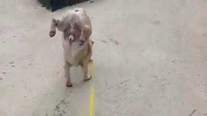 Chú chó 'quái chiêu'