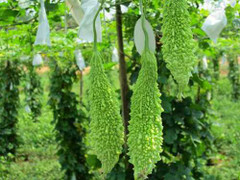 Tác hại chết người khi ăn quá nhiều khổ qua