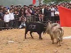 Độc đáo lễ hội chọi dê trên cao nguyên đá Hà Giang