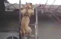 Trố mắt xem chó leo thang như người