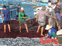 Ngư dân Lý Sơn trúng đậm 'lộc biển' đầu năm