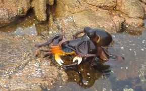 Video: Cua tử chiến kinh hoàng với bạch tuộc đen trên bãi đá