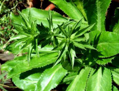 Công dụng tuyệt vời của rau mùi tàu ít người biết