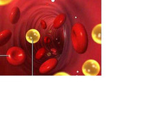 Thực phẩm và thói quen phòng tránh máu nhiễm mỡ