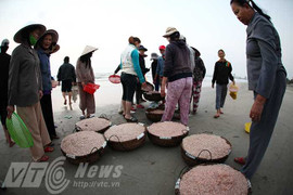 Ngư dân Đà Nẵng trúng đậm 'lộc biển' đầu năm
