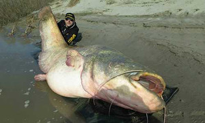 Clip: Bắt được cá trê ăn thịt người 'khủng' nặng 127kg