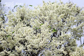 Ngỡ ngàng chiêm ngưỡng hoa sưa phủ trắng góc trời Hà Nội