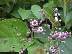 Tác dụng chữa bệnh tuyệt diệu của lá mơ lông