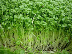 Công dụng làm đẹp tuyệt vời của cải xoong