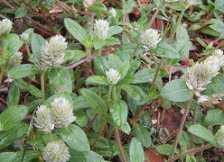 Xôn xao thần dược 'nở ngày đất' chữa khỏi gout và ung thư