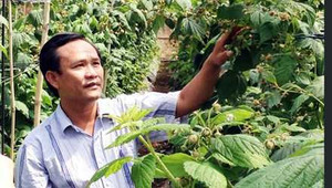 Thành tỷ phú từ trồng cây phúc bồn tử