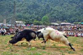 Những màn chọi dê nảy lửa tại Hàm Yên