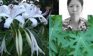 Kỳ tích của người phụ nữ chiến thắng ung thư nhờ lá đu đủ