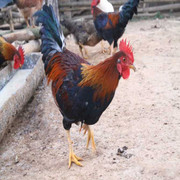 Ly kỳ chuyện săn 'ma gà' giữa đại ngàn Phú Thọ