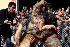 Độc đáo cuộc thi chọi chó ở Trung Quốc