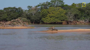 Báo đốm bơi xuống sông tấn công cá sấu