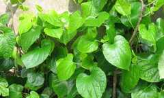 Đánh bay mùi hôi chân đơn giản với lá lốt