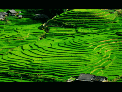 Ruộng bậc thang Việt Nam lọt top 10 cảnh đẹp thế giới