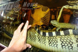 Đại hổ chúa dài 8m vùi thây trong bể rượu