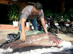 Bắt được cá leo khổng lồ dài 1,7 m ở miền Tây