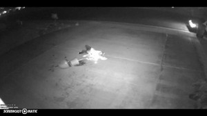 Chết cười với người phụ nữ trộm cây cảnh bên đường