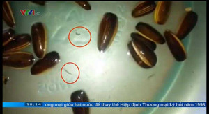 Thực hư hiện tượng sinh vật lạ ngọ nguậy trong hạt hướng dương