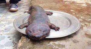 Truy tìm tung tích 'quái thú' gây xôn xao ở Vĩnh Phúc