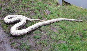 Phát hiện mãng xà dài hơn 4m tại Anh