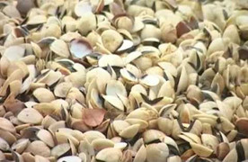 Ngao sắp thu hoạch bỗng chết hàng loạt