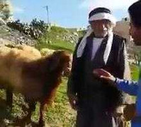 Bị dê húc gãy xương khi đang phỏng vấn