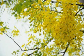 Màu sắc nào hợp với người mệnh Thổ?