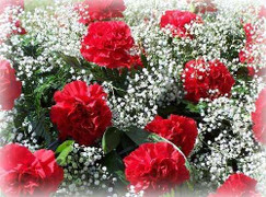 Những loại hoa 'cấm tặng' ngày 8/3