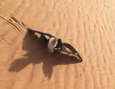 'Thợ săn' chim ưng săn mồi cho chủ