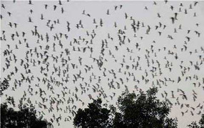 Nông dân từ chối 2 tỷ đồng để giữ vườn chim